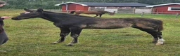 Hoppning hästar till salu: Ädelt, svart hingstföl - Annons 1