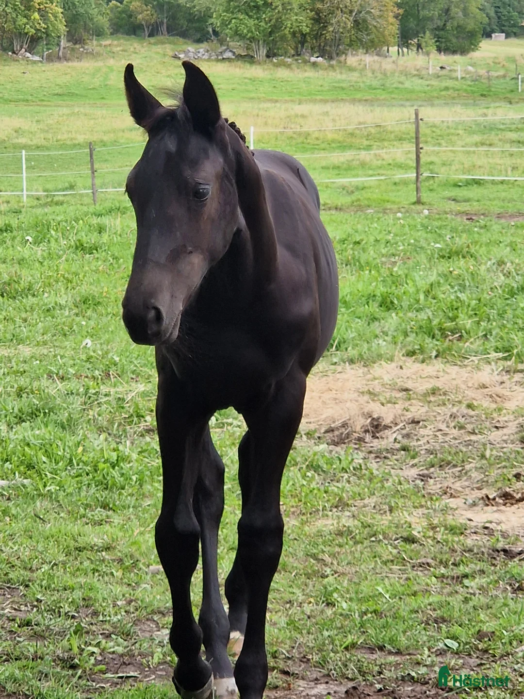 Hoppning hästar till salu: Vackra Wakanda - Annons 4