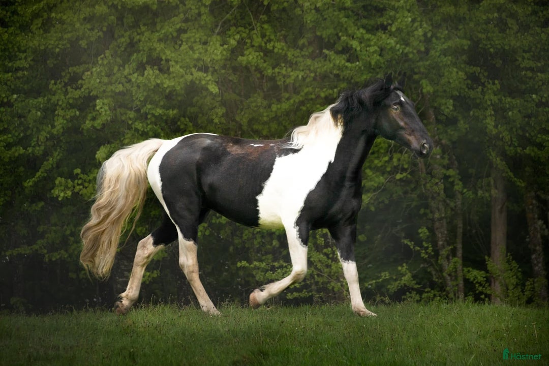 Western hästar till salu: Trygg och vänlig skäck med många möjligheter!  i Älmhult - Annons 6