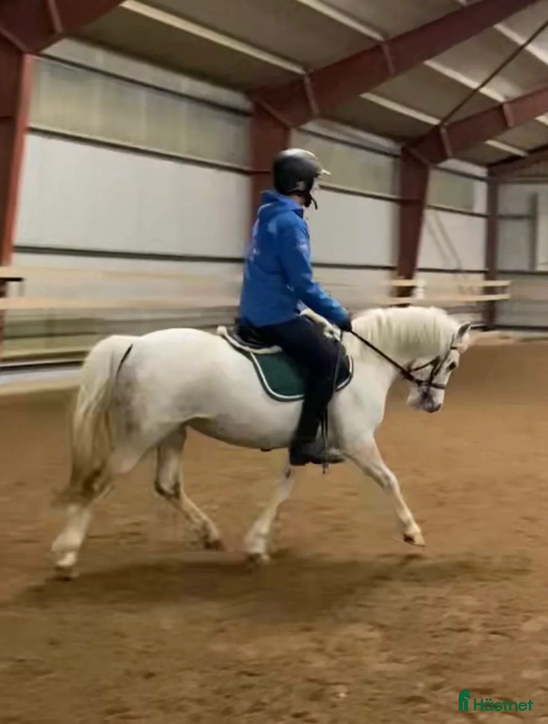  foderhäst finnes: Sagoponny - Annons 2