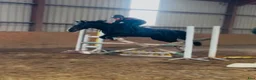 Hoppning hästar till salu: Jumping ponies  - Annons 12
