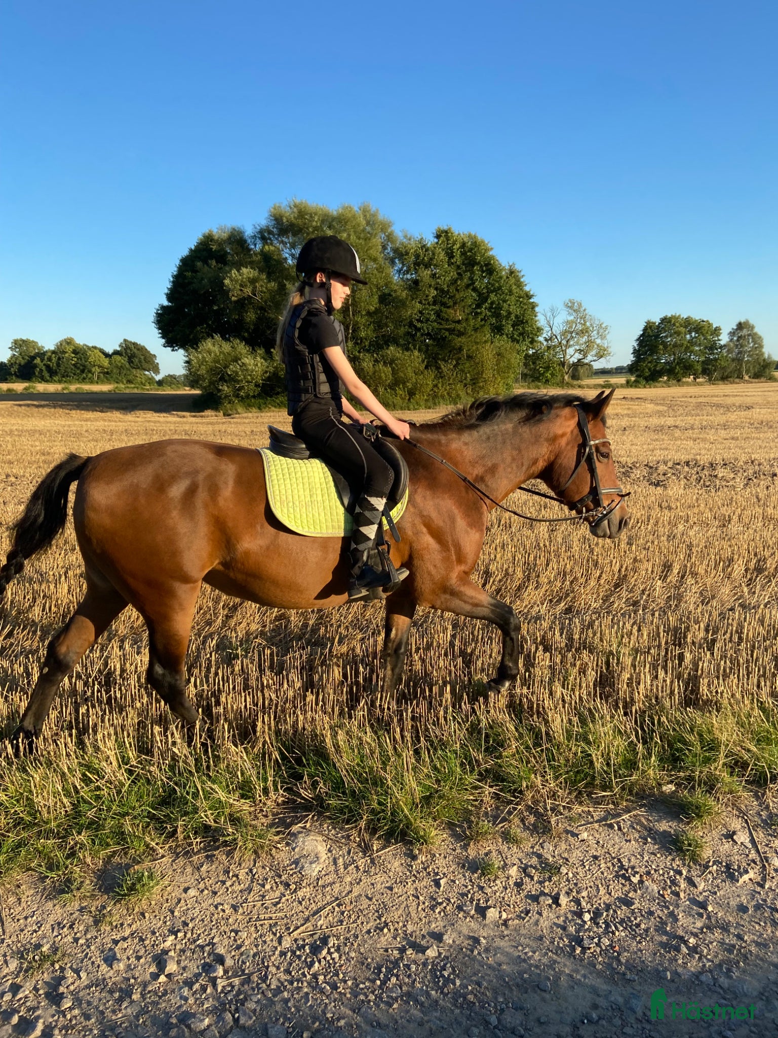  medryttarhäst sökes: Medryttarhäst sökes - Annons 13