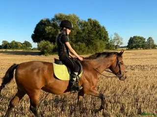 medryttarhäst sökes: Medryttarhäst sökes - Annons 13