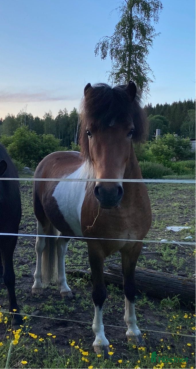  hästar Tinna från Frötuna - Annons 3