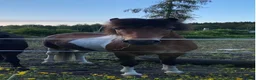Island hästar till salu: Tinna från Frötuna i Norberg - Annons 1