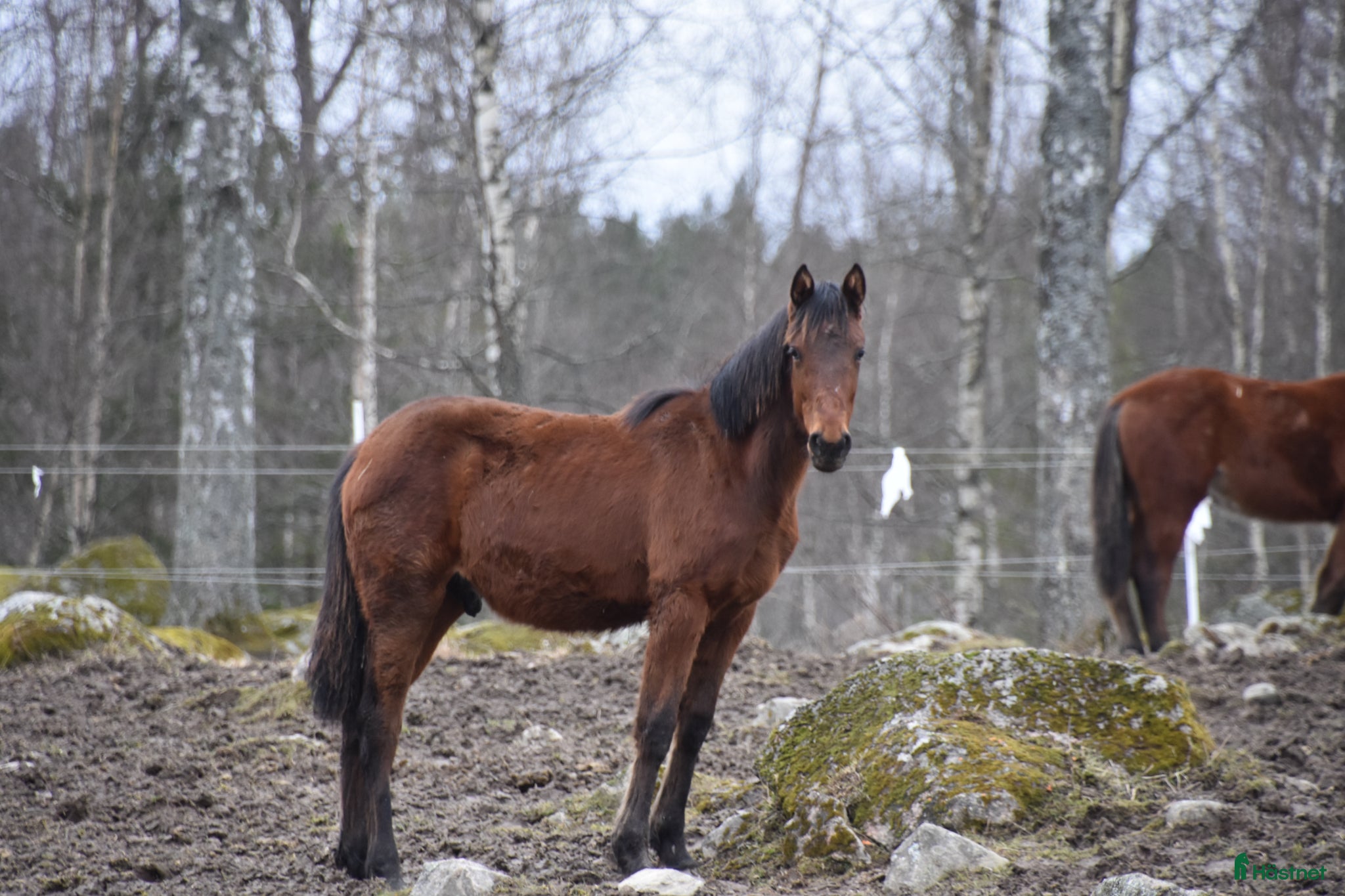  hästar Hohneck avkomma Hardi Dream 1-åring hings - Annons 1