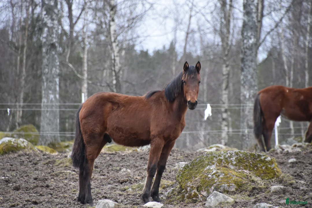 Trav hästar till salu: Hohneck avkomma Hardi Dream 1-åring hings i Täby - Annons 1
