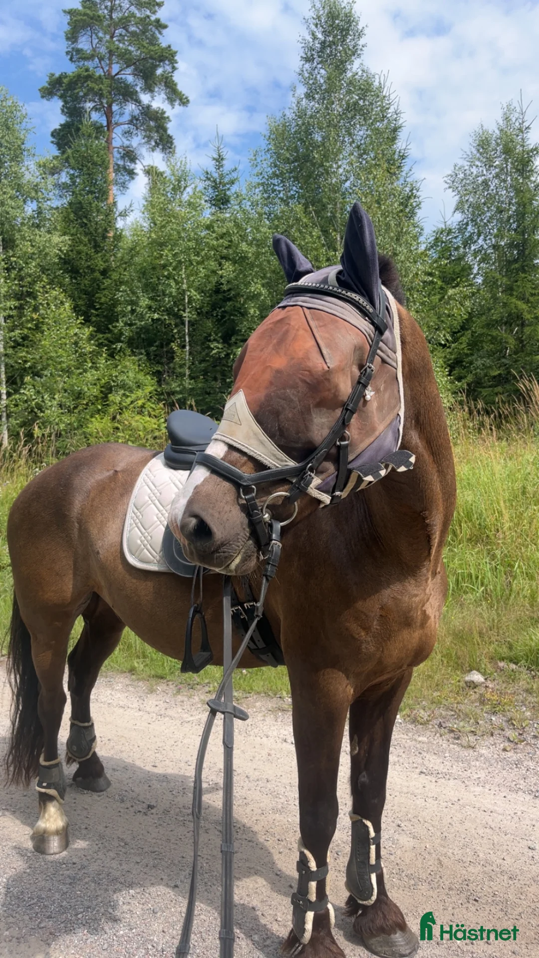  medryttarhäst finnes: Medryttare sökes till snäll valack - Annons 2