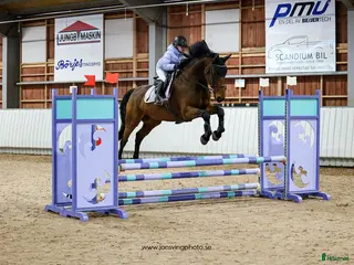 hästar Fantastisk trevlig hoppvalack, ny film igen! - Annons 7