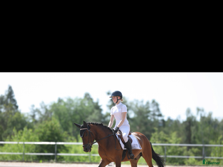 hästar Trevlig C-ponny säljes i Skärholmen - Annons 4