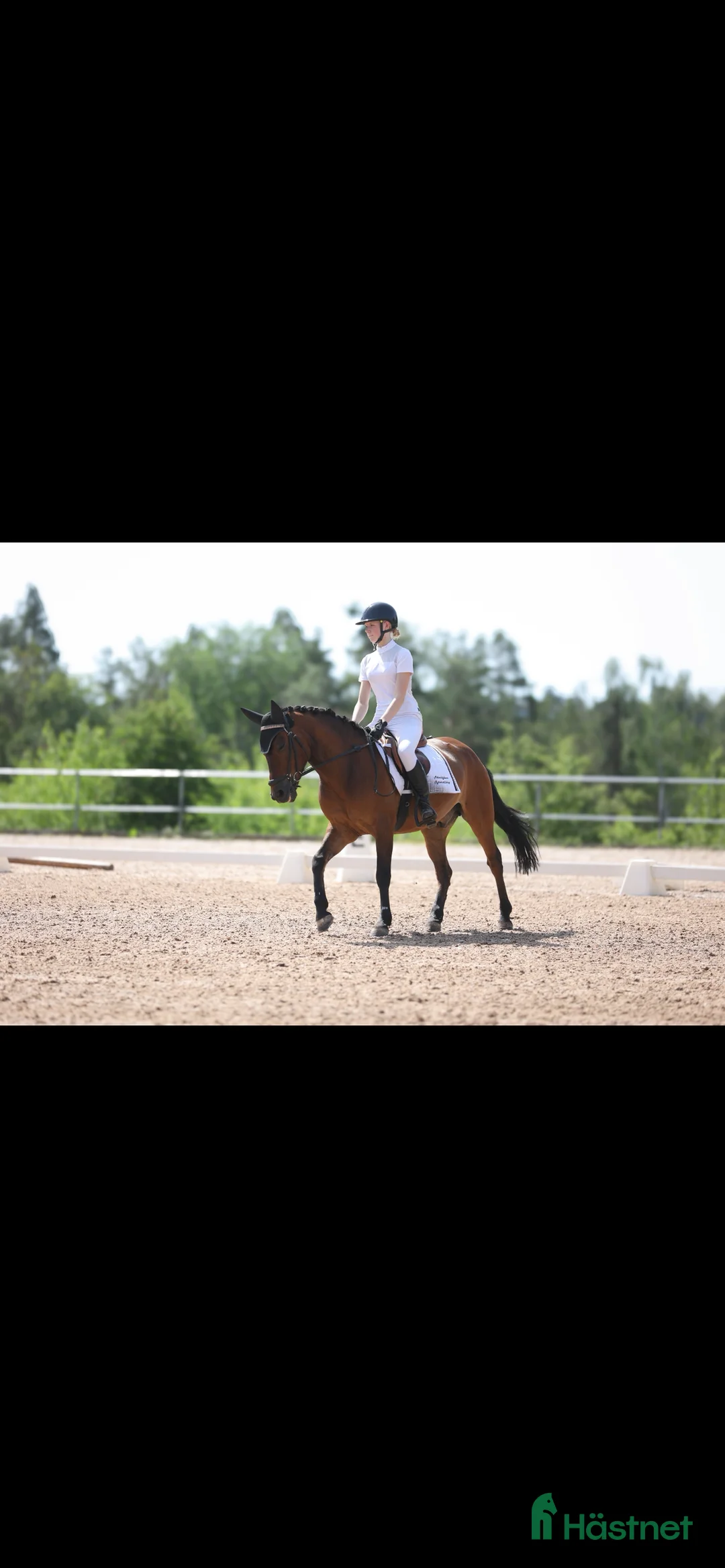 Allround hästar till salu: Trevlig C-ponny säljes  i Skärholmen - Annons 1