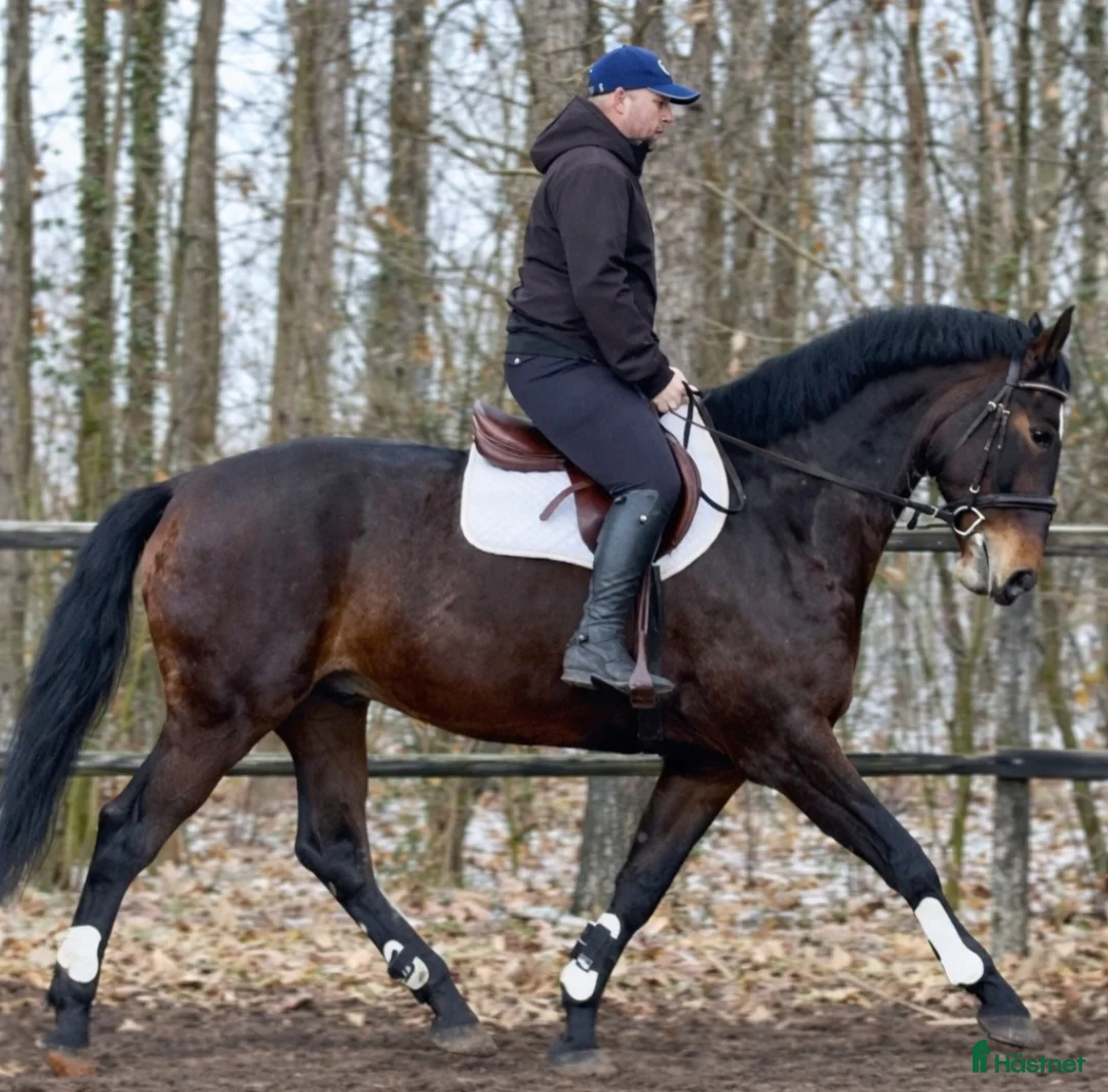 Allround hästar till salu: Gorgeous and lovely TOP Silesian  i Örsundsbro - Annons 4