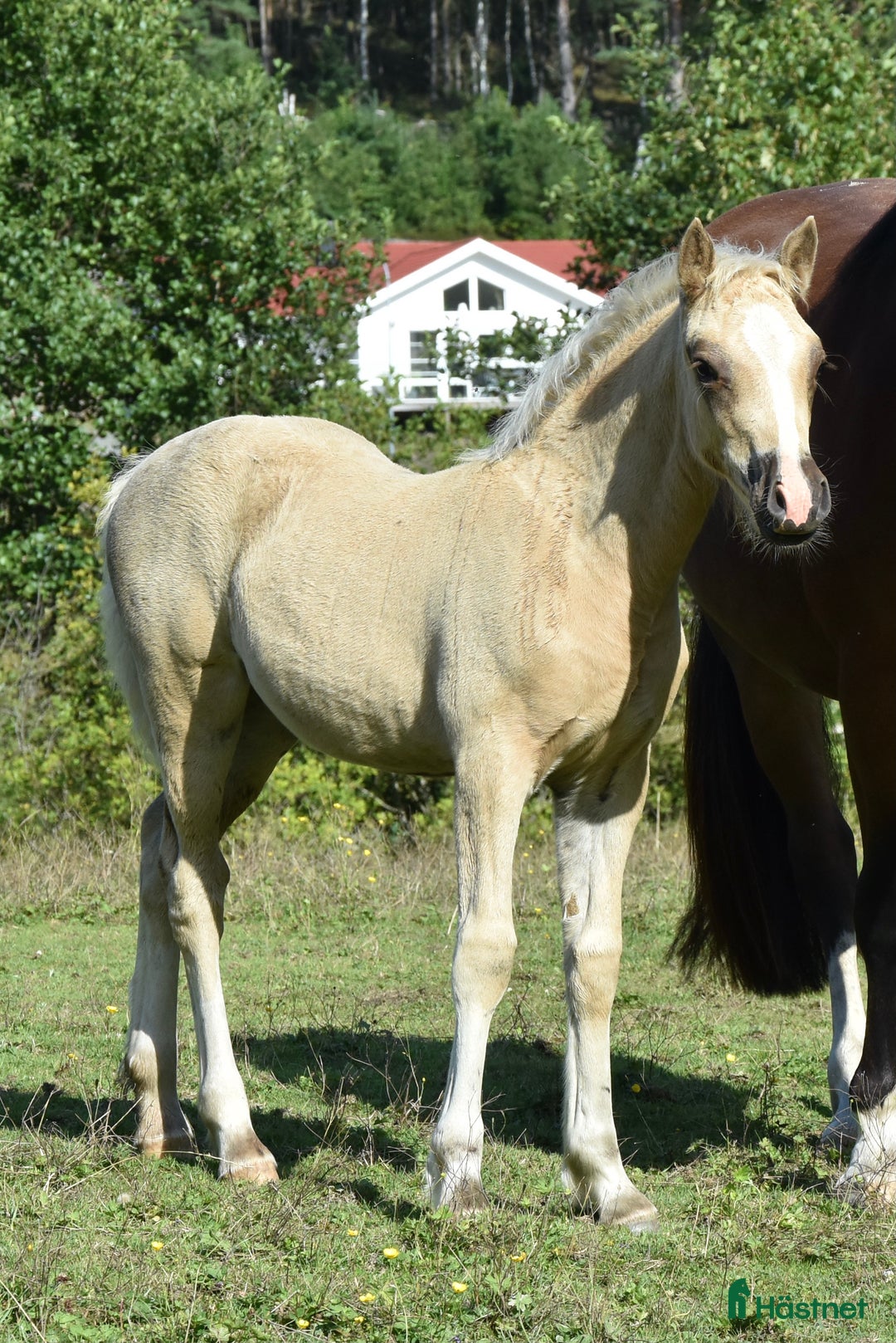 Allround hästar till salu: Welsh cob stoföl med fart i! i Partille - Annons 5