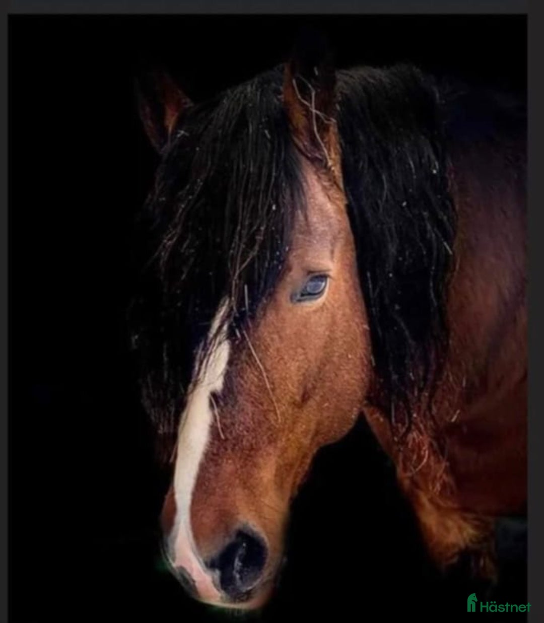 Allround hästar till salu: Norskt kallblod i Spånga - Annons 1