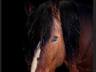 hästar Norskt kallblod i Spånga - Annons 10