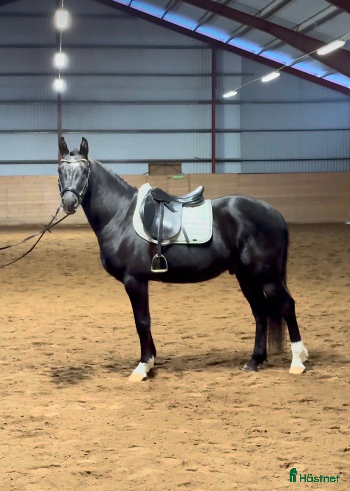  hästar Lovande ungponny, e. Converse All star  - Annons 6