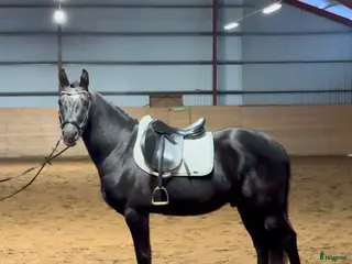 hästar Lovande ungponny, e. Converse All star - Annons 1