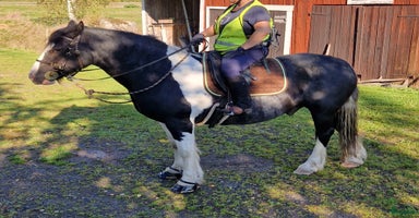  hästar i Tjällmo - Annons 14