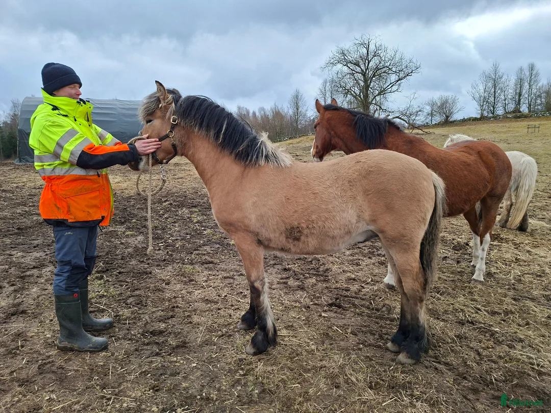 Allround hästar till salu: Tillfälle - ovanlig nordsvensk åring i Tjörnarp - Annons 2