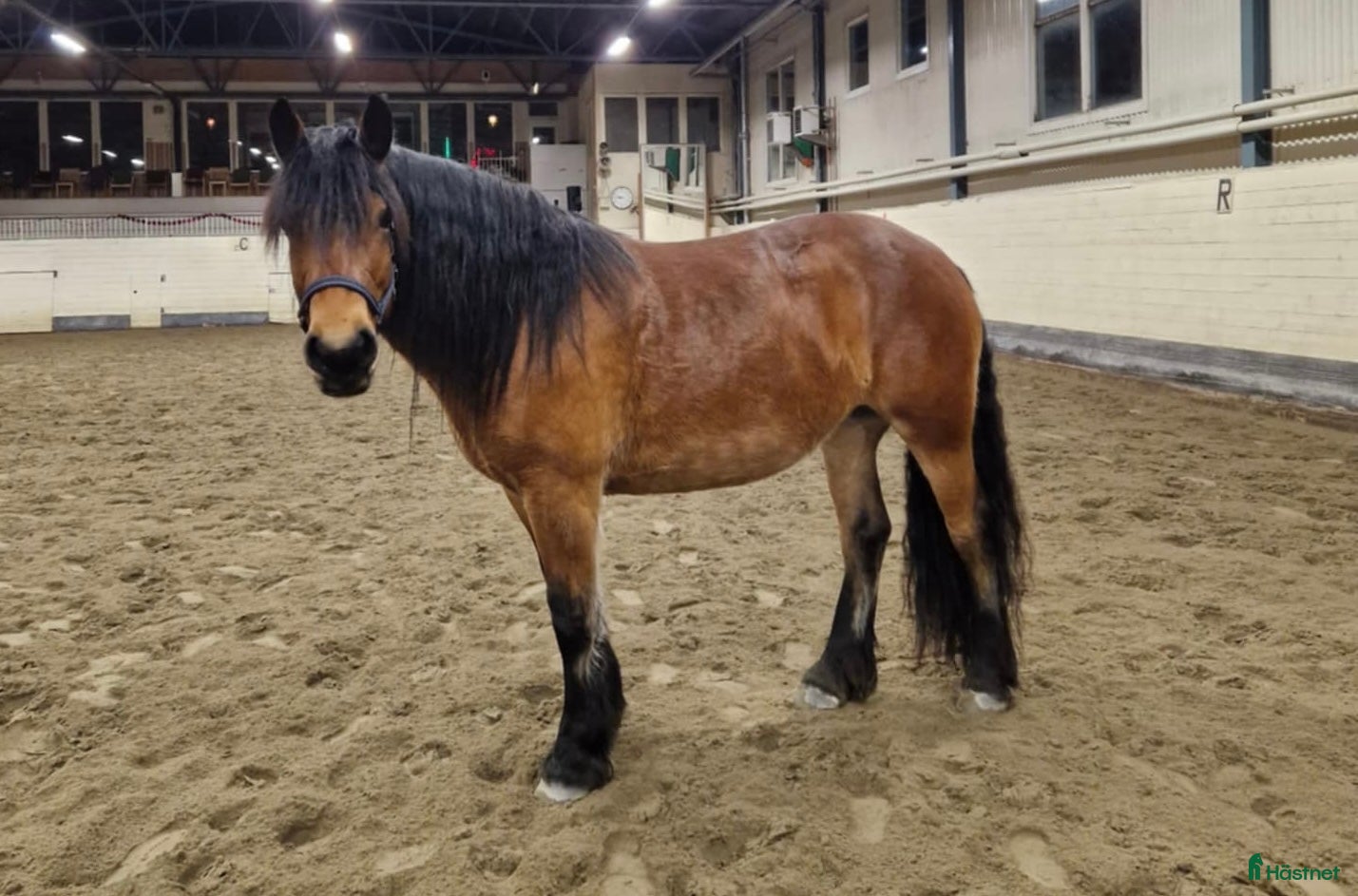  hästar Oslipad diamant  - Annons 21