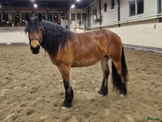 hästar Oslipad diamant - Annons 21