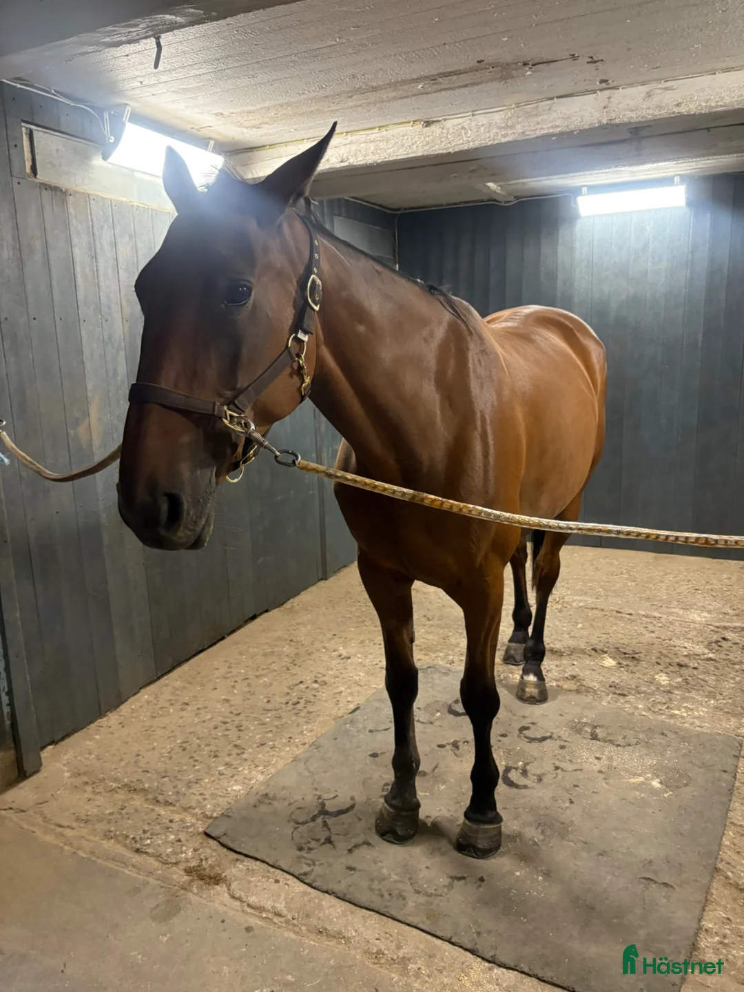 Övrigt hästar till salu: Het varmblodstravare i Hofors - Annons 1