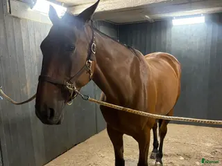 hästar Het varmblodstravare - Annons 2