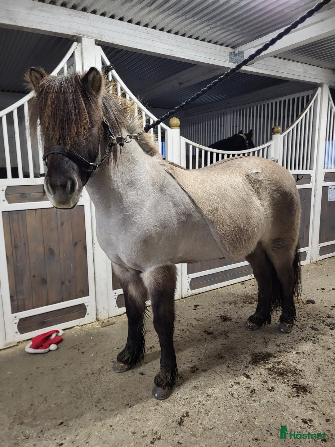 Island hästar till salu: Tindra i Vårgårda - Annons 1