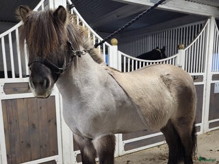 hästar Tindra i Vårgårda - Annons 7