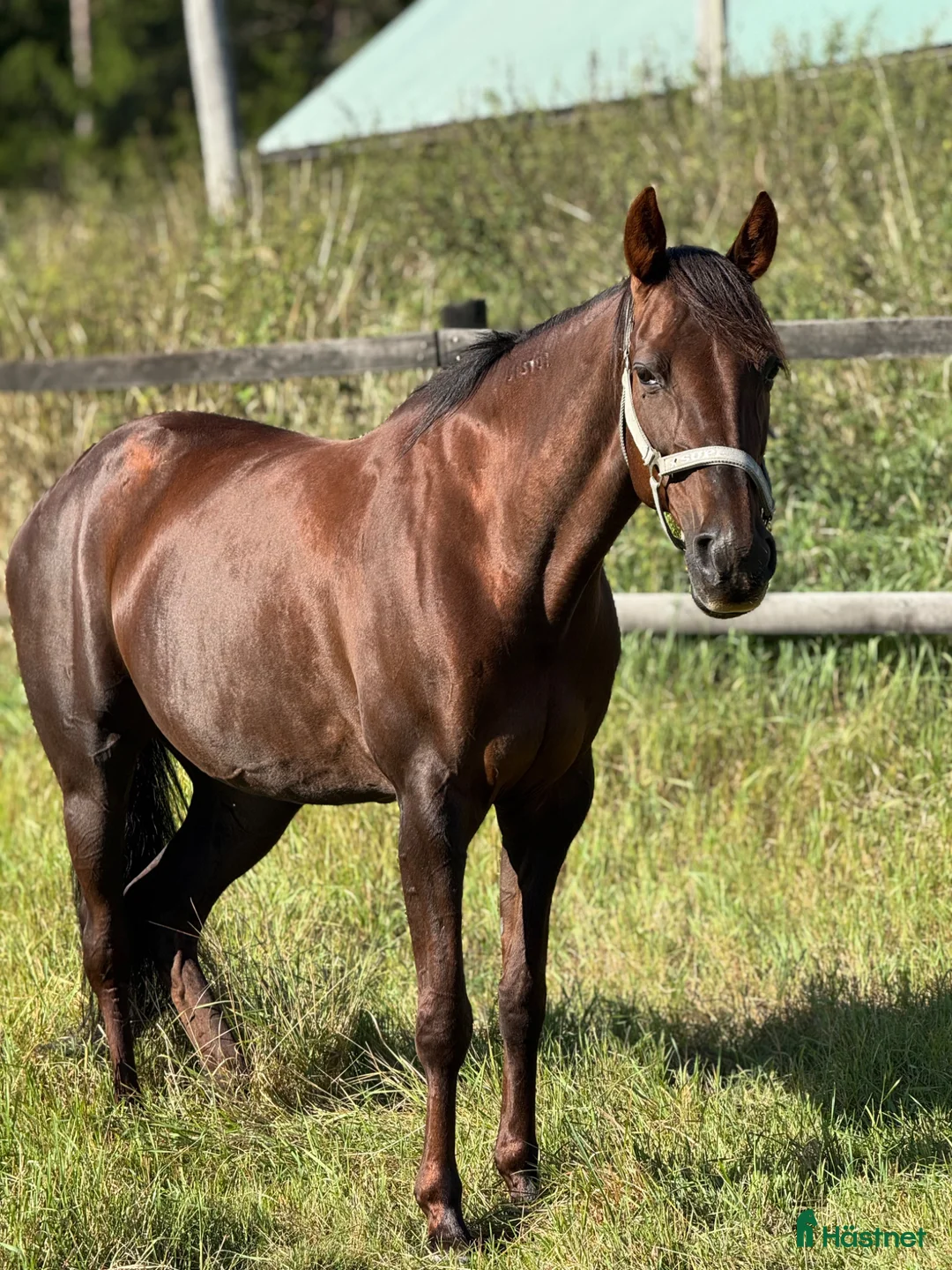 Allround hästar till salu: Socker söt liten häst  i Vårgårda - Annons 1