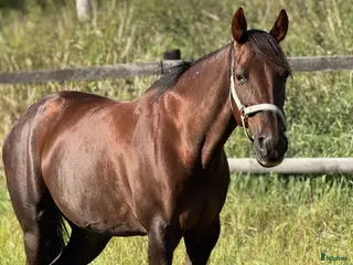 hästar Socker söt liten häst - Annons 11