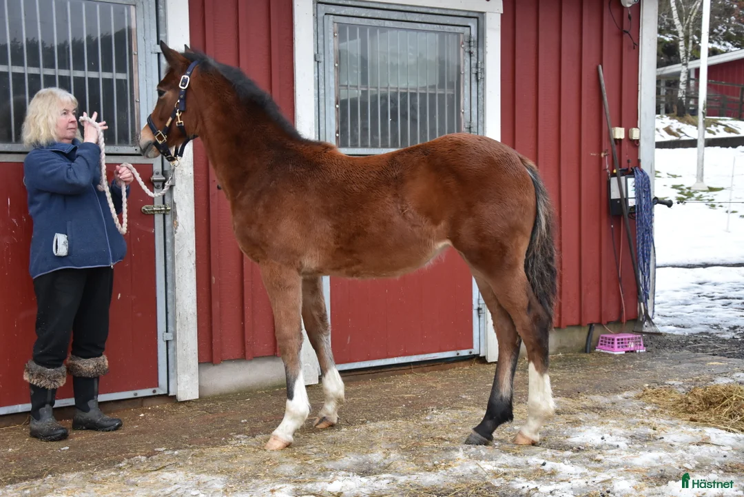 Dressyr hästar till salu: Vackert ungsto för dressyr i Partille - Annons 8