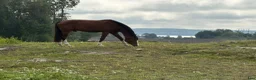 Hoppning hästar till salu: 5-åring e Mr Vain  - Annons 1