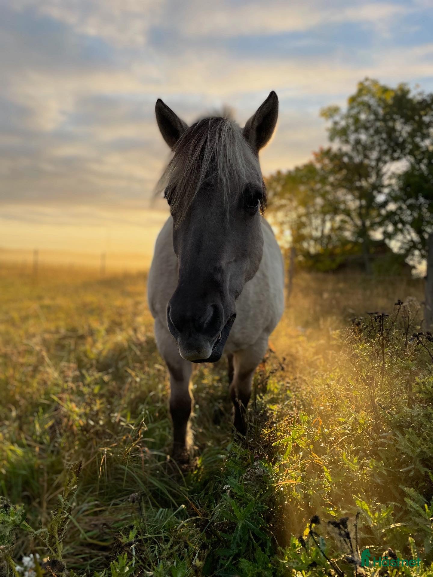  medryttarhäst finnes: 4 trygga hästar i Märsta söker medryttare i Märsta - Annons 2