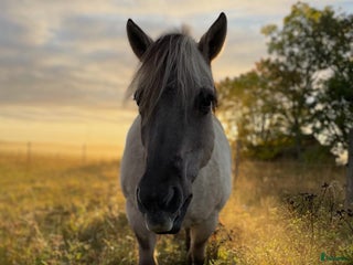 medryttarhäst finnes: 4 trygga hästar i Märsta söker medryttare i Märsta - Annons 2