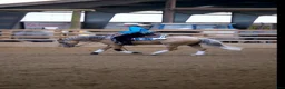 Western hästar till salu: Reining/allround i Nyköping - Annons 3