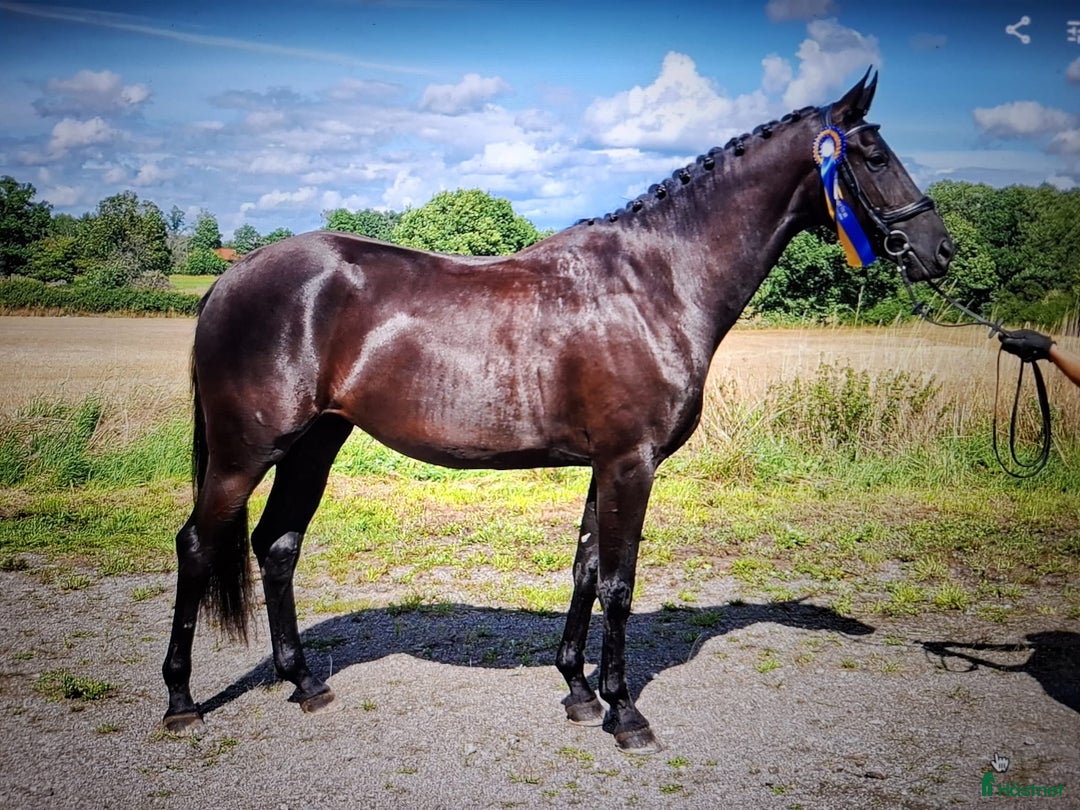 Dressyr hästar till salu: GP ämne i dressyr.. Diplomsto i Läckeby - Annons 1