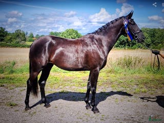 hästar GP ämne i dressyr.. Diplomsto i Läckeby - Annons 13