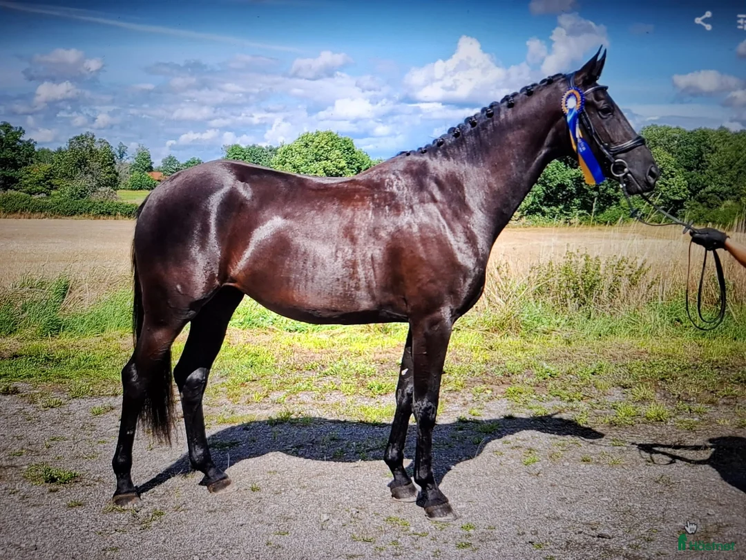 Dressyr hästar till salu: GP ämne i dressyr.. Diplomsto i Läckeby - Annons 1