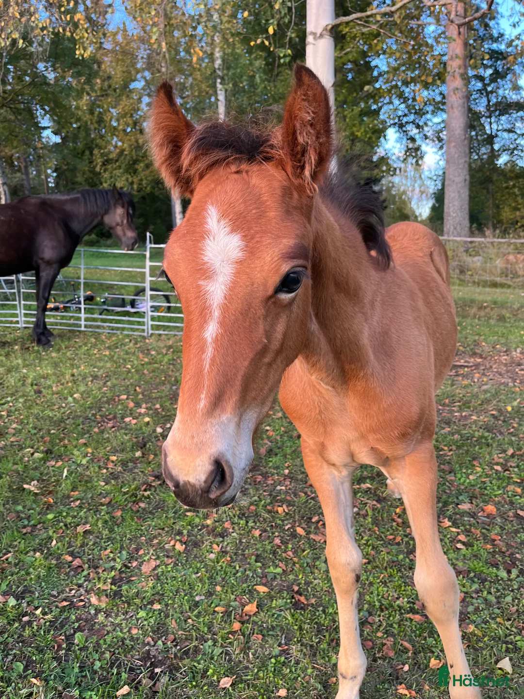 Allround hästar till salu: Elegant o trevligt cob stoföl i Burträsk - Annons 3