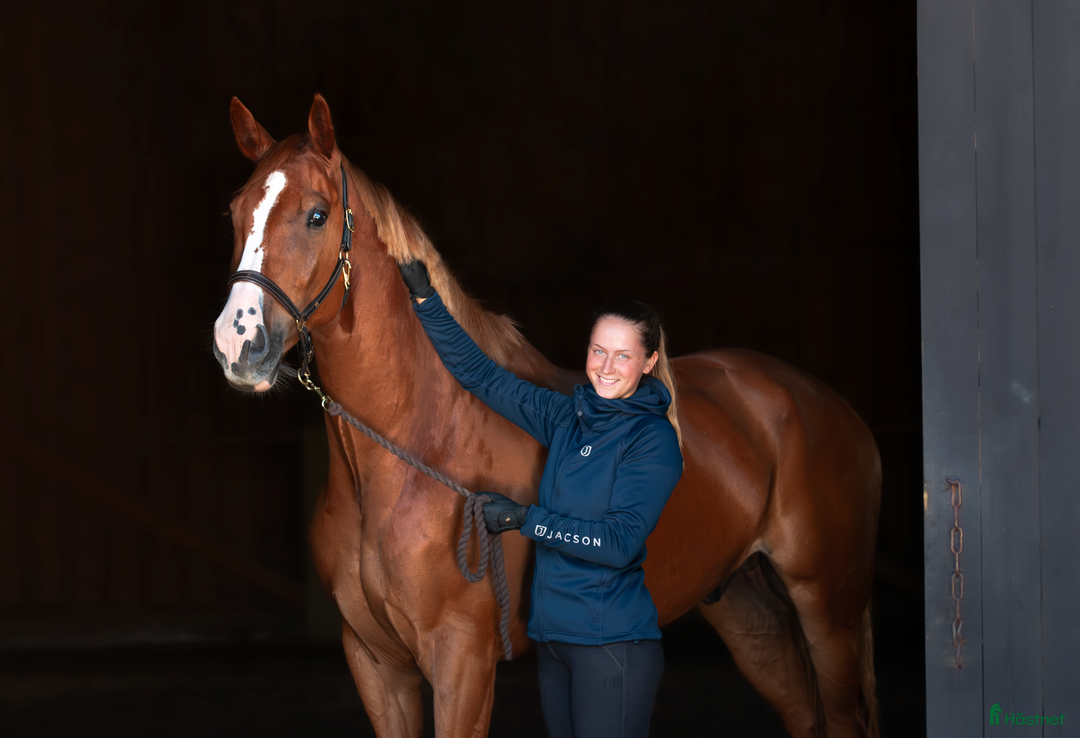  hästservice finnes: Inridning, utbildning och försäljning i Ramnäs - Annons 2