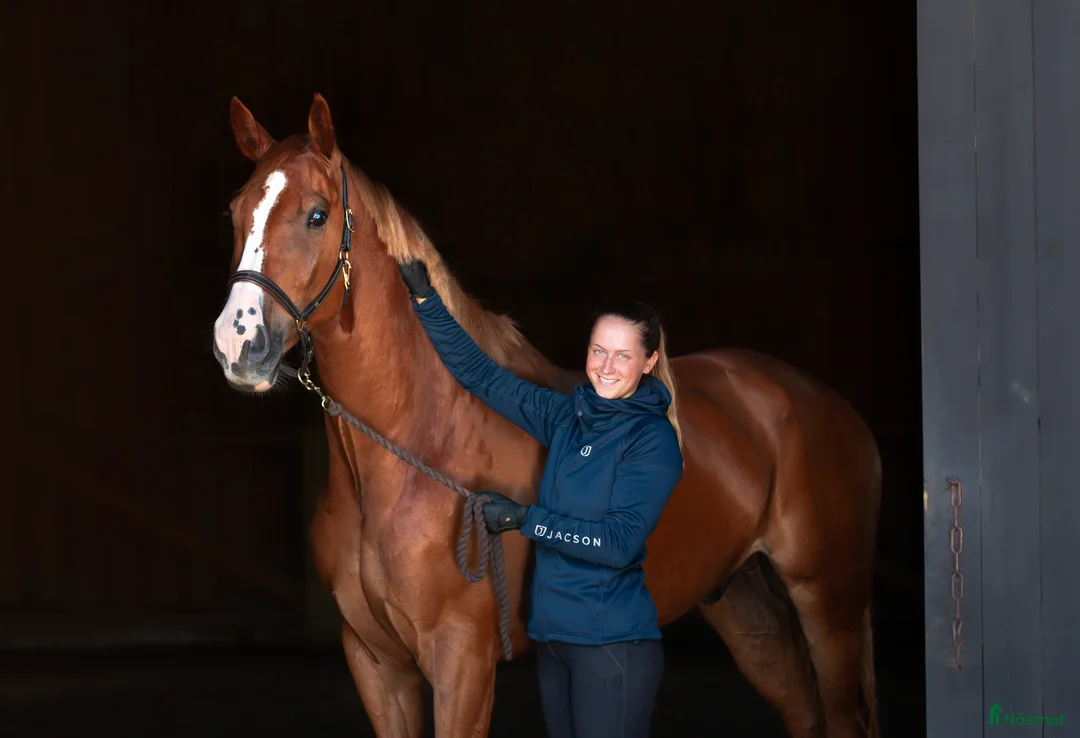 hästservice finnes: Lediga platser finns för häst i träning - Annons 1