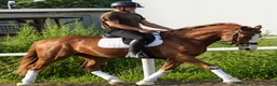 Allround hästar till salu: Top coloured dressage & driving Champion - Annons 9