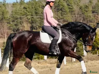 hästar Fantastic Adventure-perfect mother&daughter one - Annons 11