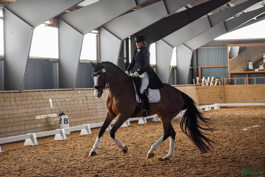 Dressyr hästar till salu: Fantastisk läromästare- Junior/YR-häst!  - Annons 3