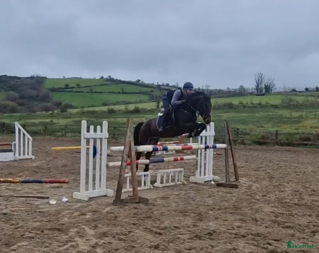 Hoppning hästar till salu: Amazing pony i Göteborg - Annons 6