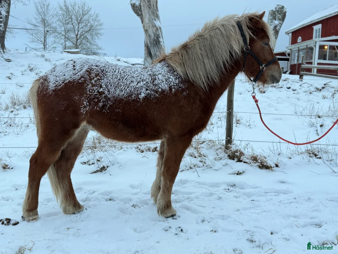 Island hästar till salu: Hnífur är redo att flytta hemifrån  - Annons 3