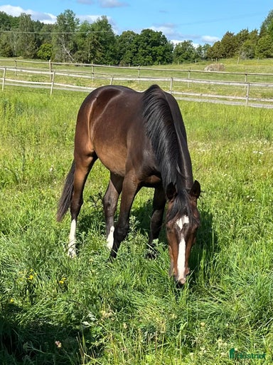 Galleribild {{count}}