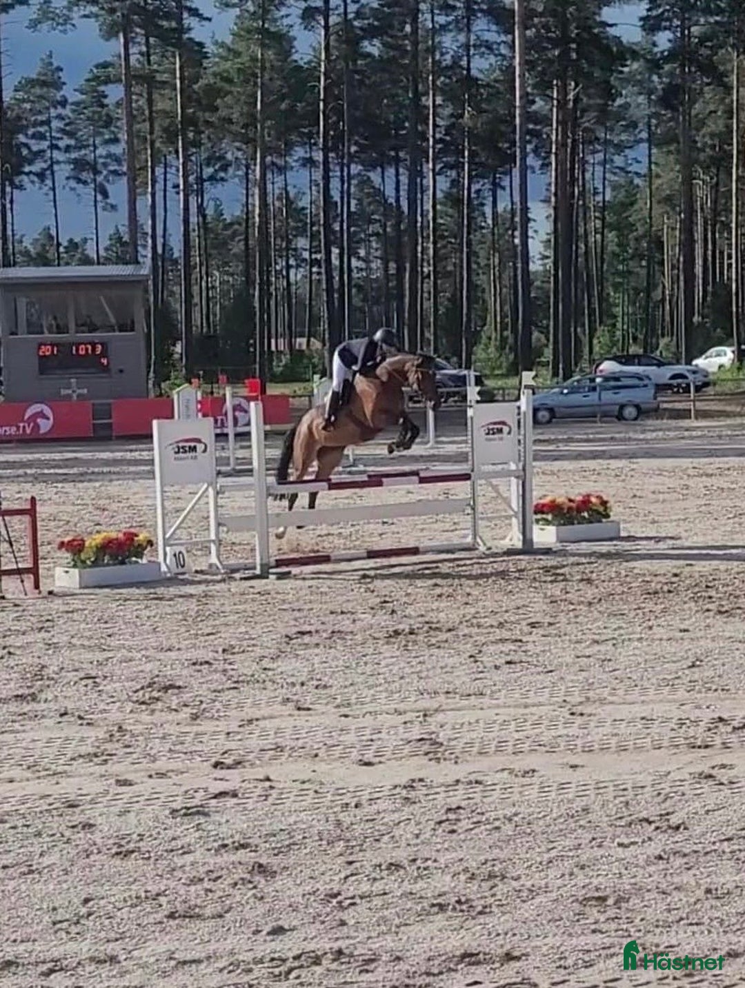 Hoppning hästar till salu: Sto Diarado-Heartbeat i Sundbyberg - Annons 3