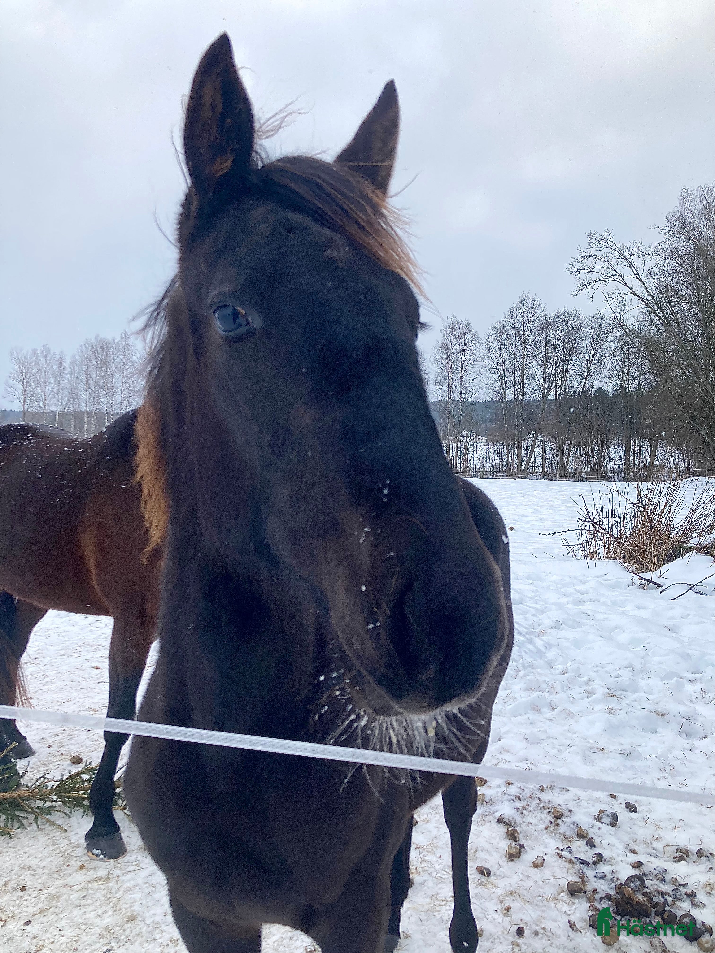  hästar Ettårig hingst efter Flocki d’Aurcy i Forshaga - Annons 5